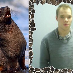 �������, 33 ����, �������