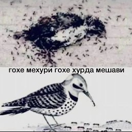 �������, ������, 38 ���