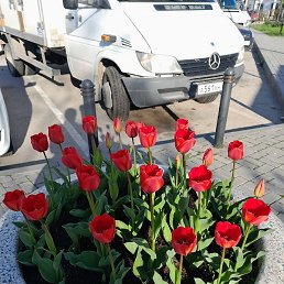 Azamat Baratov, ���-���������, 51 ���