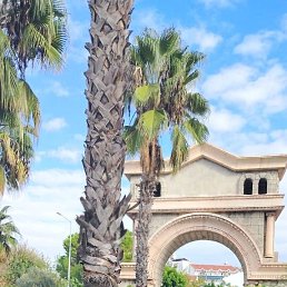 ������, 54 ����, ������ ��������