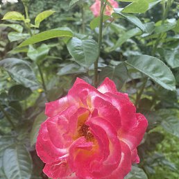 �������, ������, 45 ���