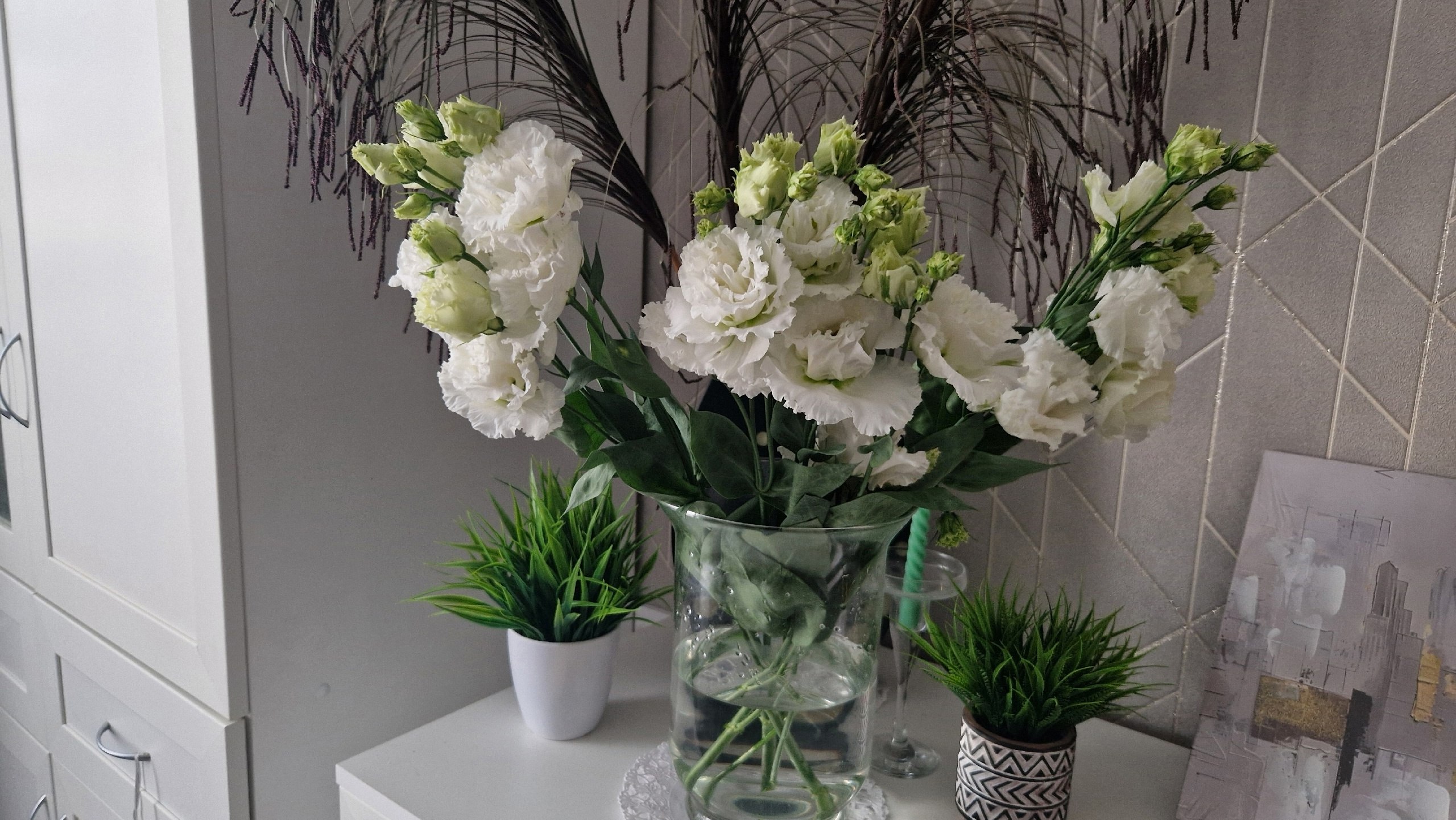   - ,  - Eustoma. - 3