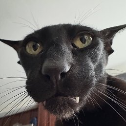 Yusuf, ������, 21 ���