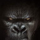 ���� ˸�� ���������, ��������, 52 ���� - ��������� 26 ���� 2025 � ������ ���� ����������