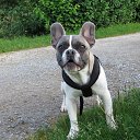 ���� Willi, ������-��-����, 51 ��� - ��������� 12 ������ 2025 � ������ ������ ��������