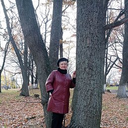 �������, ��������, 66 ���