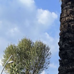 �����, ������������, 54 ����