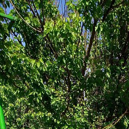 ����, ��������, 59 ���