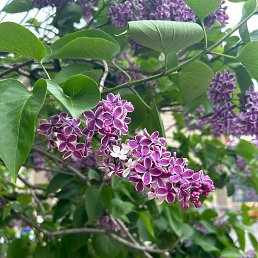 ���� Venera, �����-��������� - ��������� 3 ���� 2025