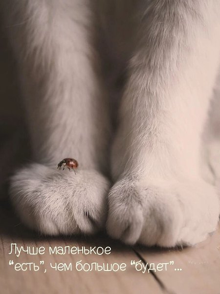 ***Victoria Viktorovna*** - 11  2025  12:40