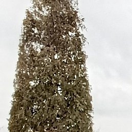 ������, ������, 53 ����