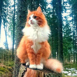 ����, �����, 49 ���