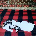 ���� Gerom, ������� - ��������� 4 ������� 2026 � ������ ���� ����������