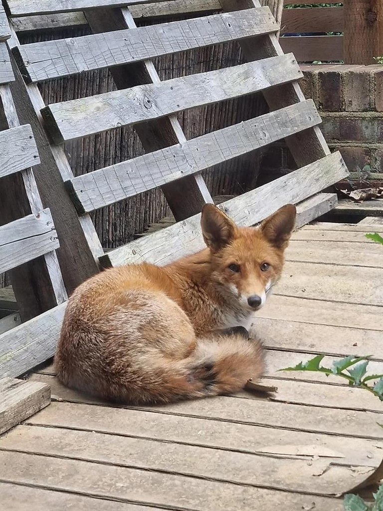      ? :    ,       ... - 3