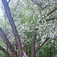 MARIYA, 38 ���, ������