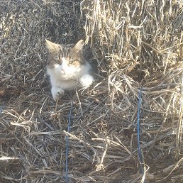 Iurii, �������, 54 ����