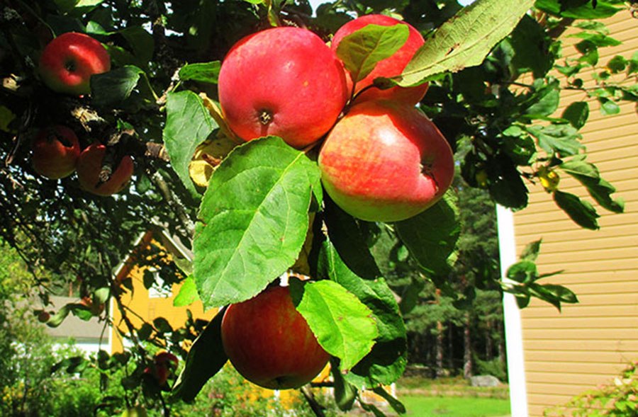 Яблочный Спас.Сегодня Спас, Преображенье,Дней десять, может, до УспеньяТепло в деревне ...