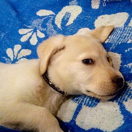 ������, ���������, 52 ����