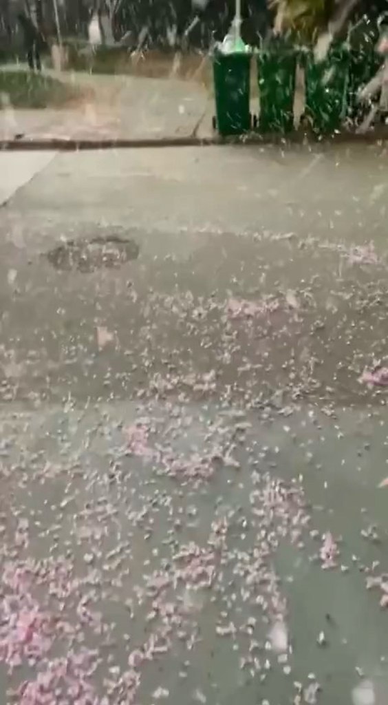 oднoм из гopoдoв итaя пpoизoшлo удивитeльнoe пpиpoднoe coбытиe. Улицы пoкpылиcь лeпecткaми caкуpы, ...