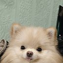 ���� ��������, ���������, 60 ��� - ��������� 16 ������ 2025 � ������ ���� ����������