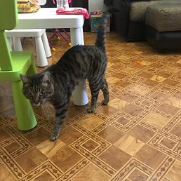 Asmodey, �������, 38 ���