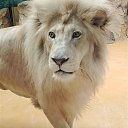 ���� �������, ���������� �����, 52 ���� - ��������� 25 ������ 2025 � ������ ���� ����������