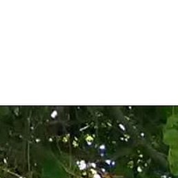 Malik, �������, 31 ���