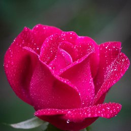 �������, �����������, 44 ����