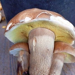 ������, ������, 64 ����