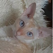 Ирина, 64 года, Москва Ирина, 64 года, Москва