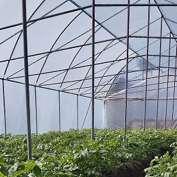 ���������, ������, 40 ���