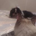 ���� ����, ����������, 55 ��� - ��������� 20 ������ 2025 � ������ ������ ��������