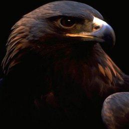 Kavkazalba, ������, 62 ����