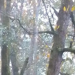 �����, ������������, 62 ����