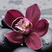 �����, 41 ���, ������