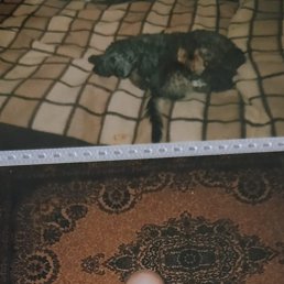 , 54 , 