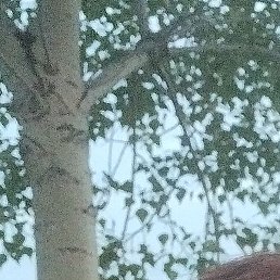 ����������, ������, 47 ���