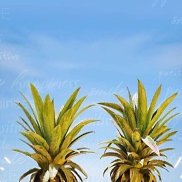 ������, 38 ���, �������