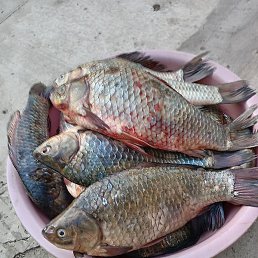 ������, ����, 36 ���