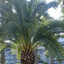 �������, �����, 50 ���