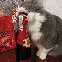 ���� )���������(, ��������� - ��������� 29 ������� 2023 � ������ ������ ��������