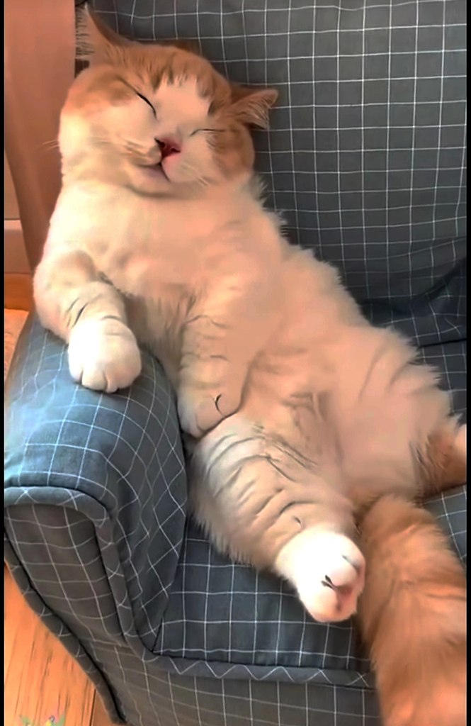   )