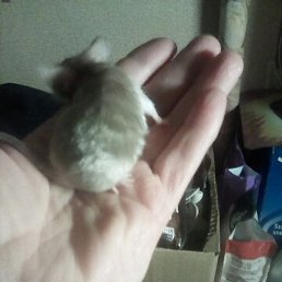 �������, �����-���������, 51 ���