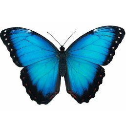 ����, ���������, 20 ���