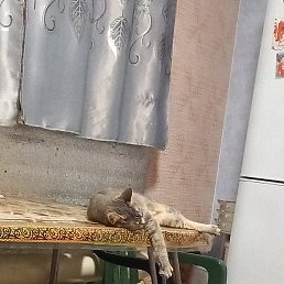 ���, �����-���������, 37 ���