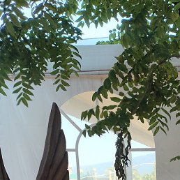 �������, �����������, 54 ����