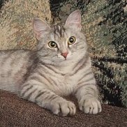 ���������, 26 ���, ���������