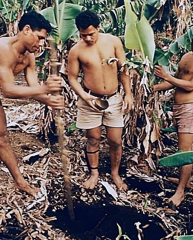  1966            .     ... - 2