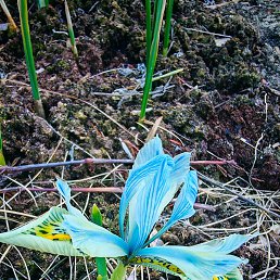 ������, �����������, 60 ���