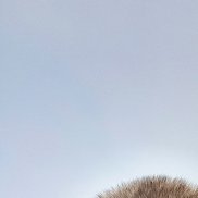 , 56 , 